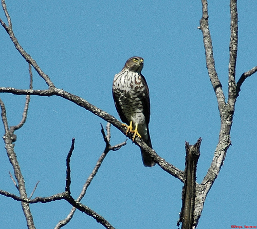 ����� ������������